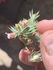 Glossopetalon pungens