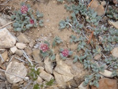 Eriogonum gracilipes