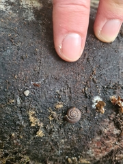 Thryasona diemenensis