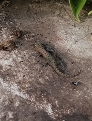 Hemidactylus frenatus