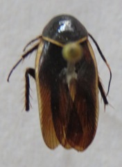 Pseudomops cinctus