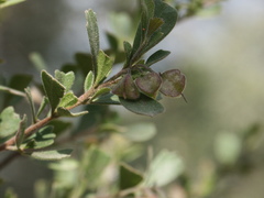Dodonaea triangularis
