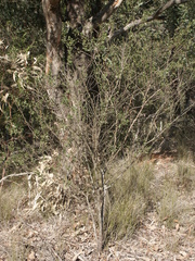 Dodonaea triangularis