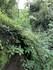 Peperomia lignescens