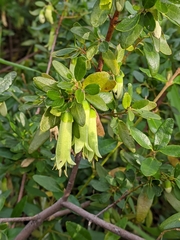 Correa glabra glabra