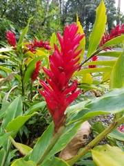 Alpinia purpurata