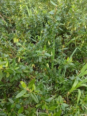 Correa glabra glabra