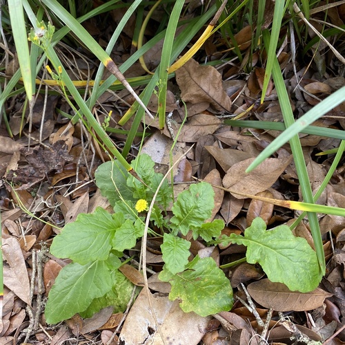 (linked from Youngia japonica) Youngia image