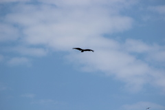 Milvus migrans lineatus