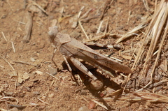 Trimerotropis thalassica