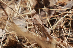 Trimerotropis thalassica