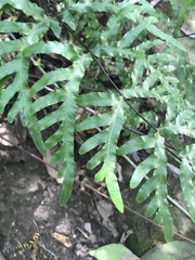 Pteris semipinnata