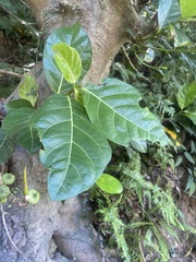Ficus septica