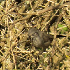 Curruca subcoerulea subcoerulea