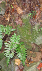 Polystichum polyblepharum