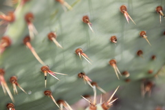 Opuntia × vaseyi