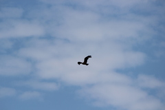 Milvus migrans lineatus