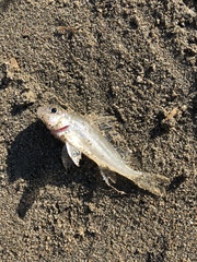 Gymnocephalus cernua