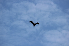 Milvus migrans lineatus