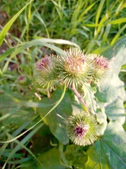 Arctium lappa