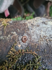 Thryasona diemenensis