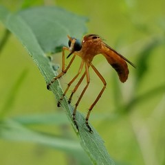 Diogmites neoternatus