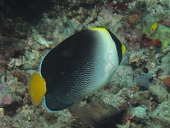 Chaetodontoplus mesoleucus