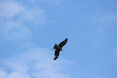 Milvus migrans lineatus