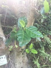 Ficus septica