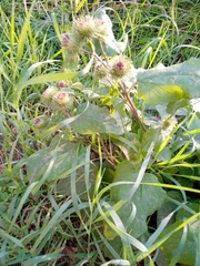 Arctium lappa
