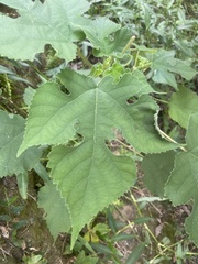 Broussonetia papyrifera