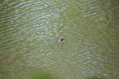 Tachybaptus ruficollis