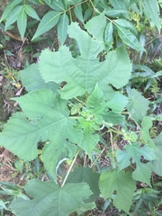 Broussonetia papyrifera