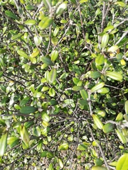 Corokia