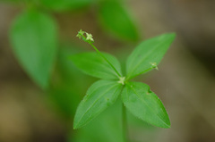 Galium circaezans