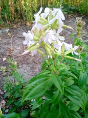 Saponaria officinalis