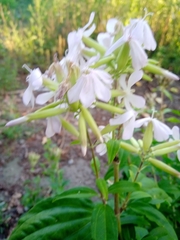 Saponaria officinalis