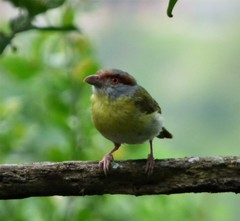 Cyclarhis gujanensis