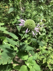 Monarda serotina
