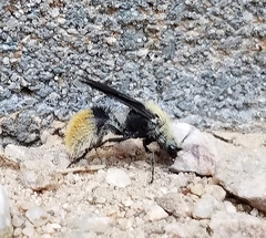 Dasymutilla eminentia