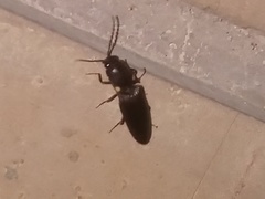 Deilelater mexicanus