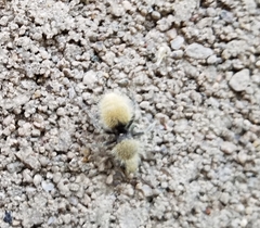 Dasymutilla eminentia