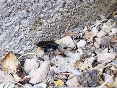 Dasymutilla eminentia