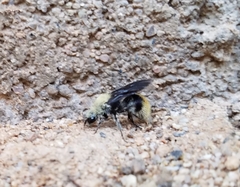 Dasymutilla eminentia