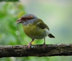 Cyclarhis gujanensis