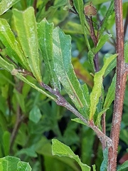 Dodonaea viscosa cuneata