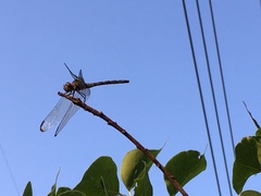 Dythemis