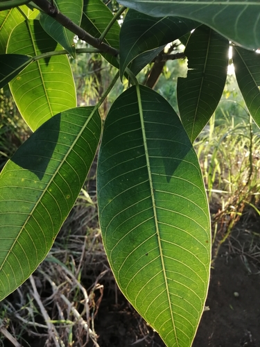 Ficus insipida (Ficus insipida)