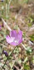 Sidalcea diploscypha
