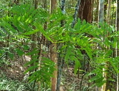 Cupaniopsis newmanii